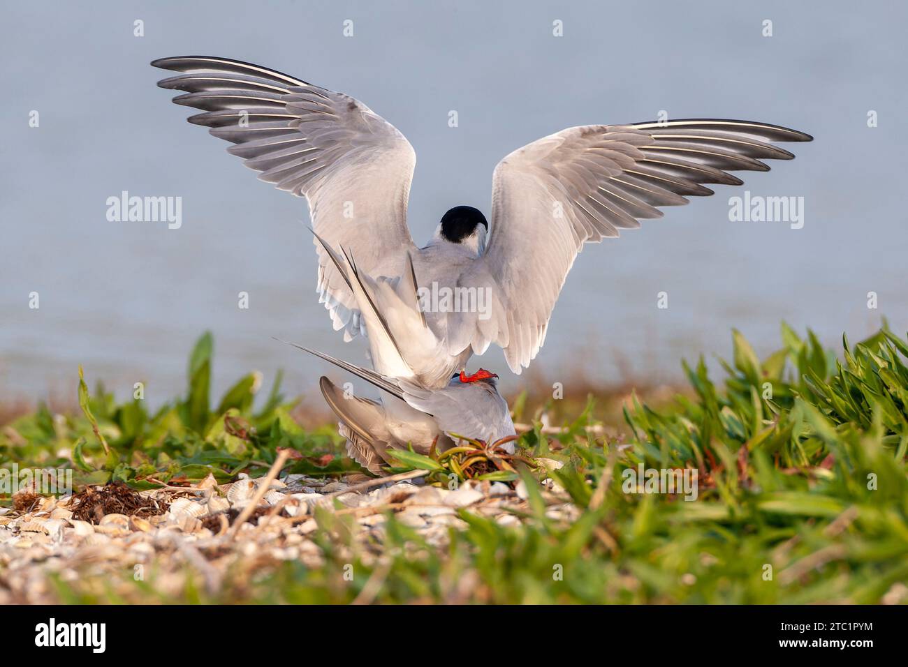 Coppia di Tern comuni (Sterna hirundo) sull'isola di Wadden Texel nei Paesi Bassi. Visto dal retro, mostra un modello perfetto. Foto Stock