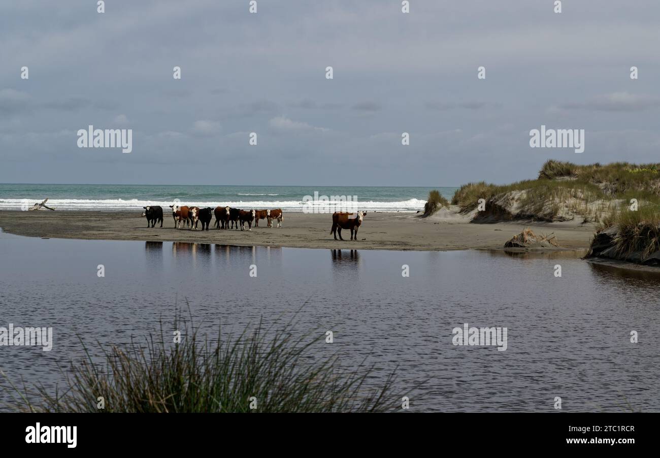 Mucche in vacanza, alcune mucche sono girovagate verso il mare Foto Stock