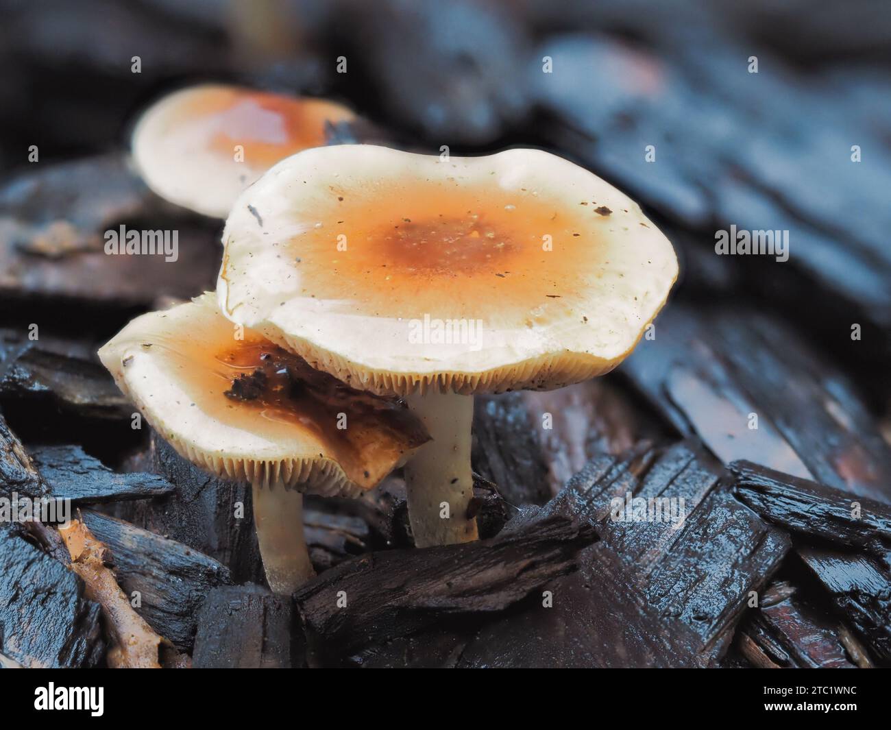 Un singolo fungo che cresce tra bastoncini morti e detriti sul terreno in un ambiente naturale all'aperto Foto Stock