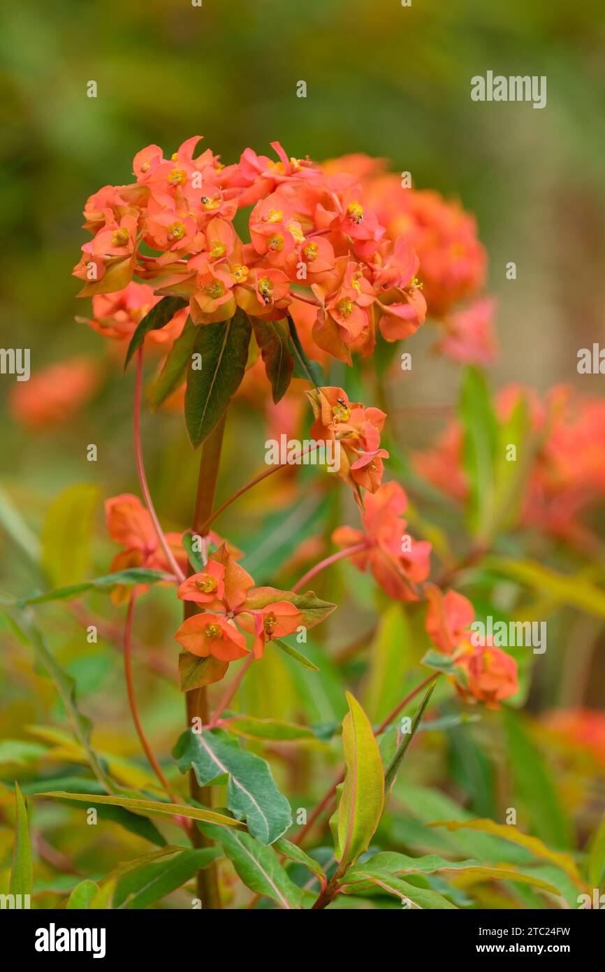 Euphorbia griffithii Fireglow, spurge Fireglow, teste di fiori rosso-arancio in tarda primavera - inizio estate Foto Stock