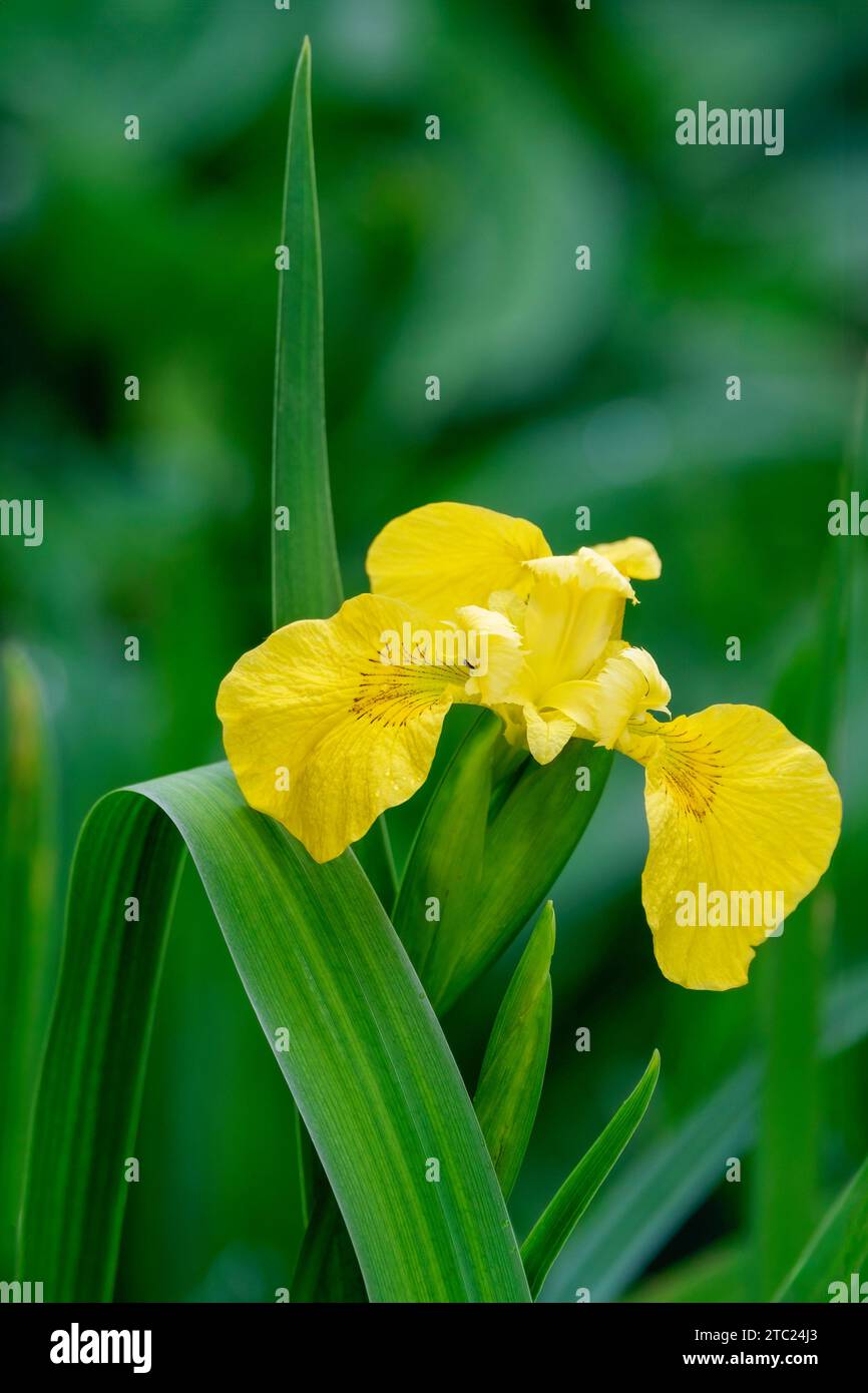 Iris pseudacorus, bandiera gialla, Iris giallo, bandiera dell'acqua, fiori gialli in primavera Foto Stock
