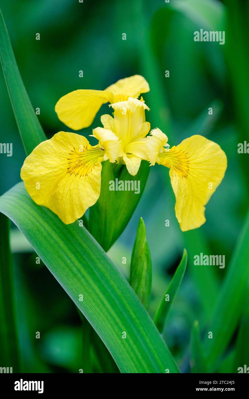 Iris pseudacorus, bandiera gialla, Iris giallo, bandiera dell'acqua, fiori gialli in primavera Foto Stock