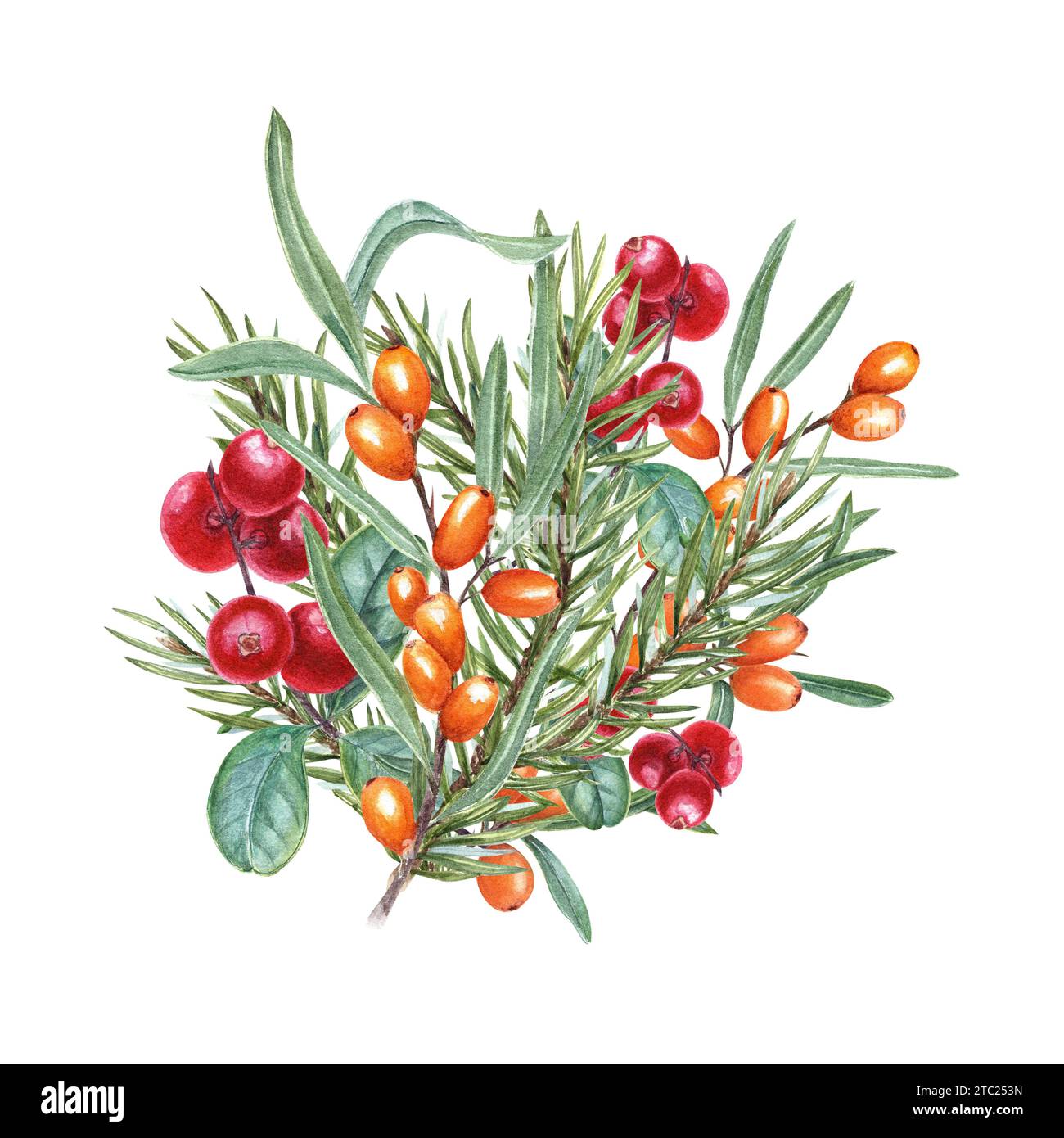 Bouquet di spinaci marini, abeti rossi e frutti di bosco. Illustrazione acquerello. Bacche rosse e arancioni mature sul ramo con foglie. Per i biglietti di compleanno Foto Stock