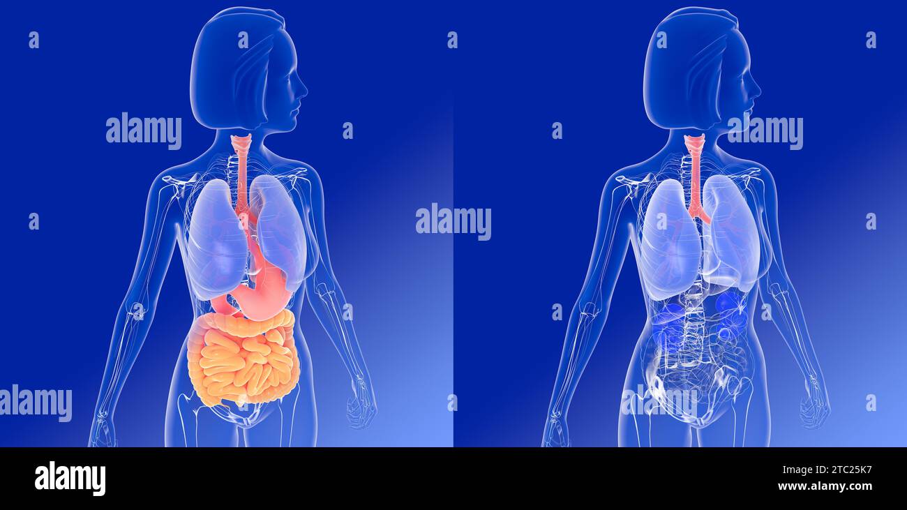 Illustrazione 3D di due immagini dell'anatomia interna della donna. L'apparato digerente e respiratorio e altri organi interni. Immagine trasparente. Foto Stock