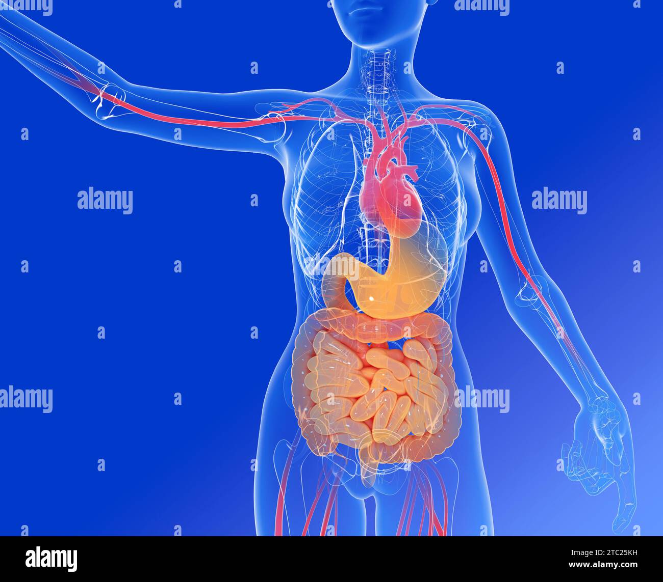 Illustrazione 3D dell'apparato digerente di una donna vista dal fronte. E l'anatomia interna di altri organi importanti. Immagine trasparente. Foto Stock
