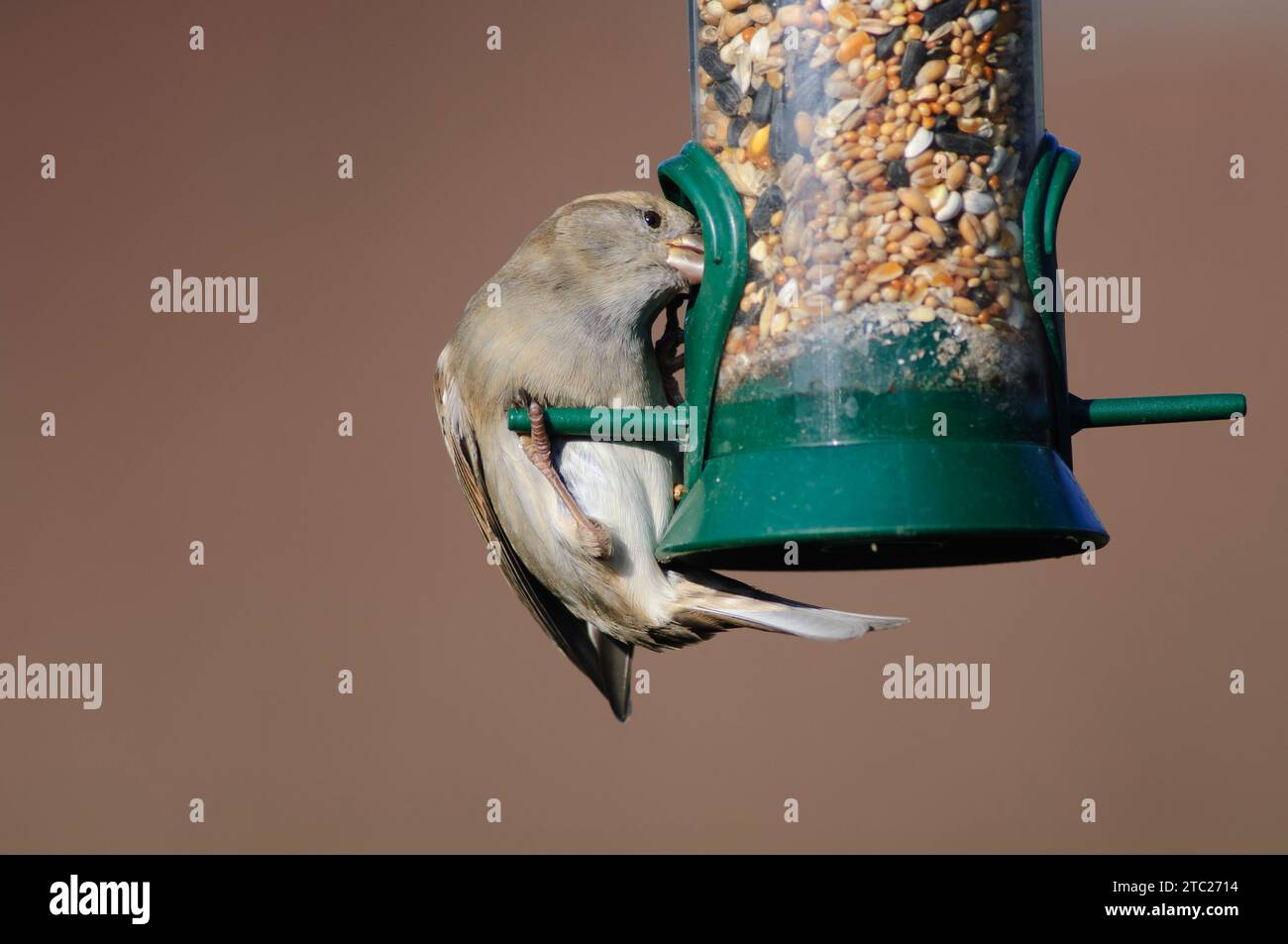 Passero domestico della casa, alimentazione femminile da alimentatore di semi appeso, contea di Durham, Inghilterra, Regno Unito, febbraio. Foto Stock