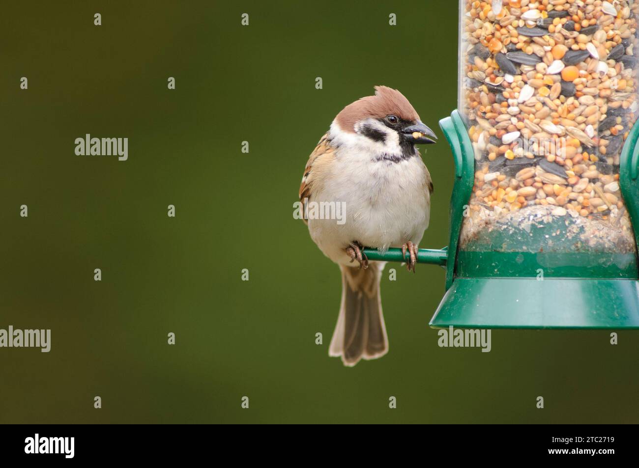 Passero eurasiatico Passer montanus, alimentazione da alimentatore di semi appeso, contea di Durham, Inghilterra, Regno Unito, marzo. Foto Stock