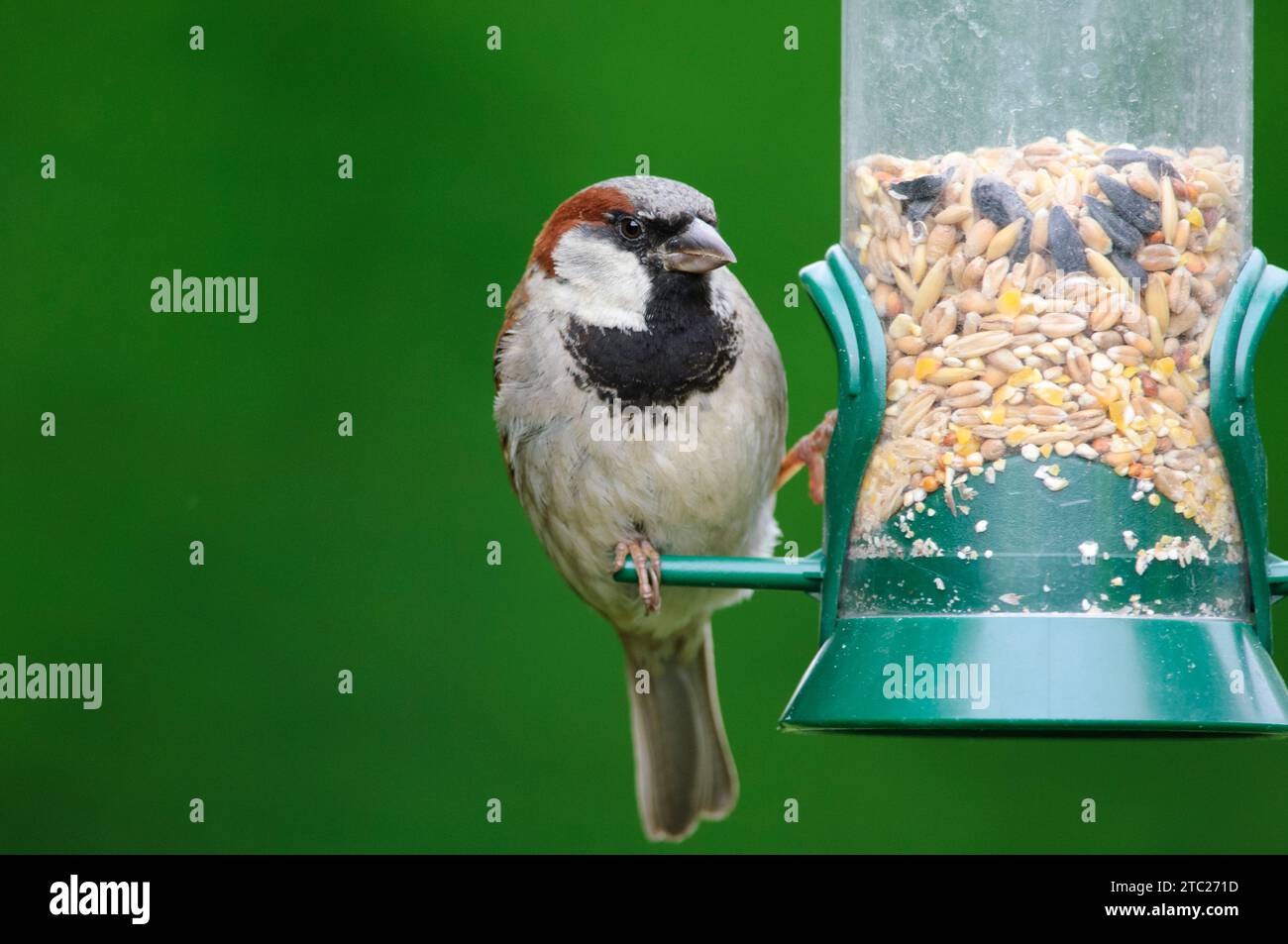 Passero della casa, Passer domesticus, maschio, appollaiato su alimentatore di semi appeso, contea di Durham, Inghilterra, Regno Unito, agosto. Foto Stock