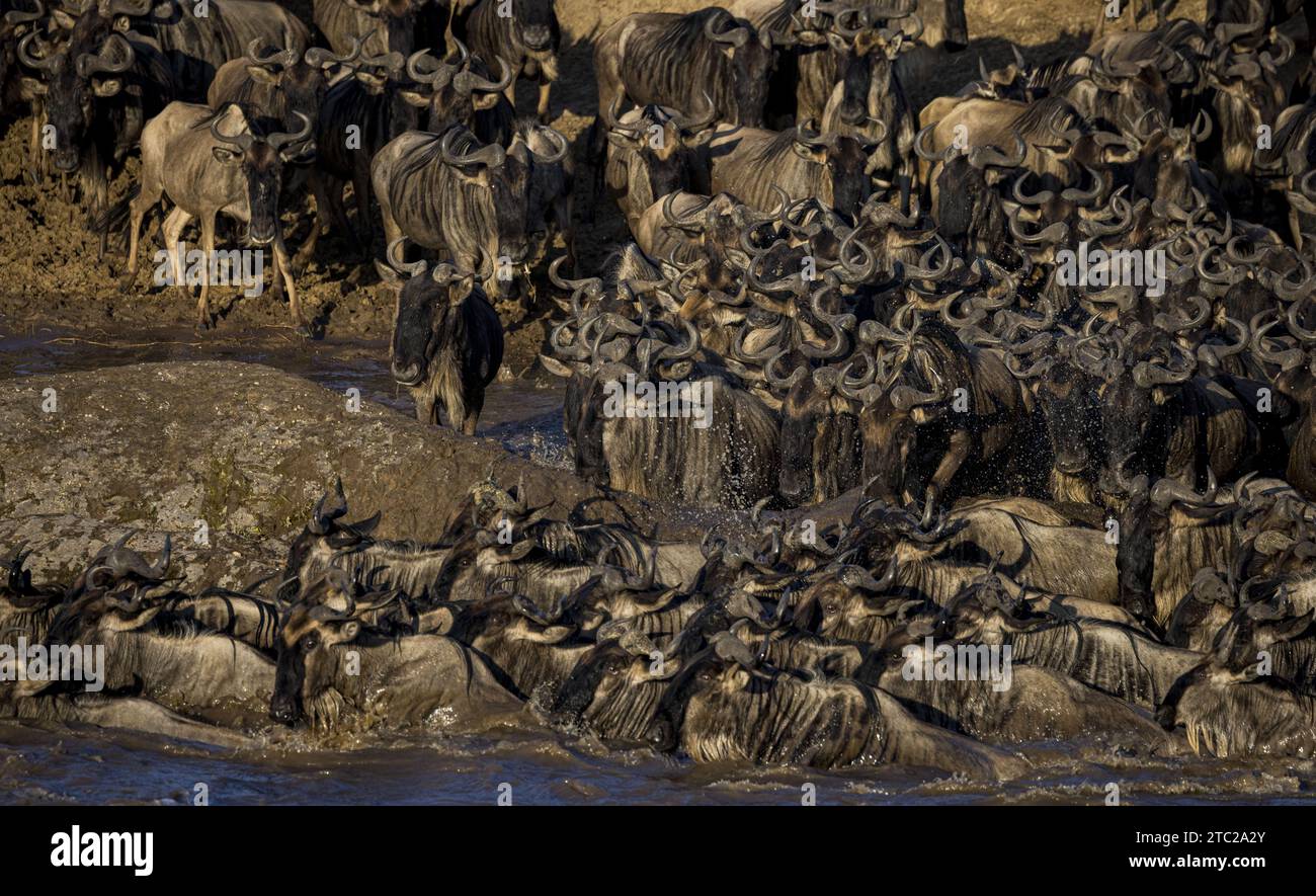 Grande migrazione a Masai Mara Foto Stock