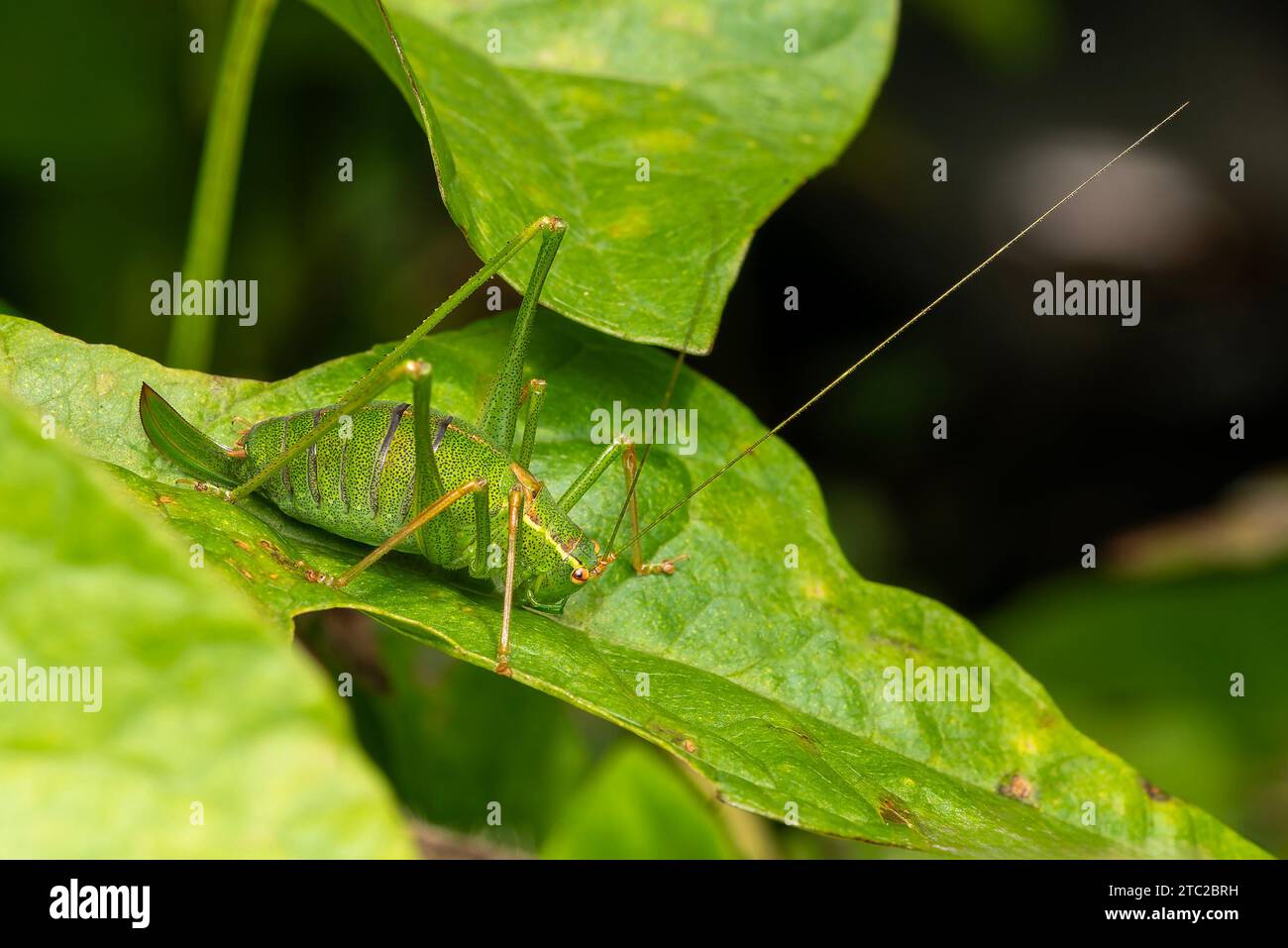 Bush Cricket macchiato, (Leptophynes punctatissima) una specie di insetto verde comune trovato nei campi prati e giardini nel Regno Unito che è simile a un g Foto Stock