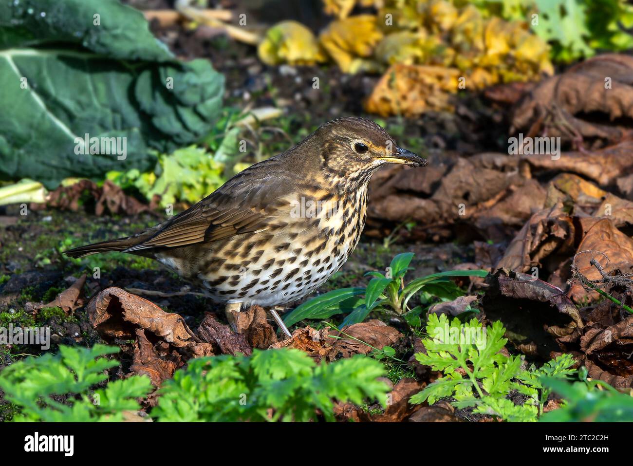 Uccello del mughetto (Turdus philomelos) che è un popolare giardino songbird con una bella canzone melodica e rumorosa, immagine fotografica Foto Stock