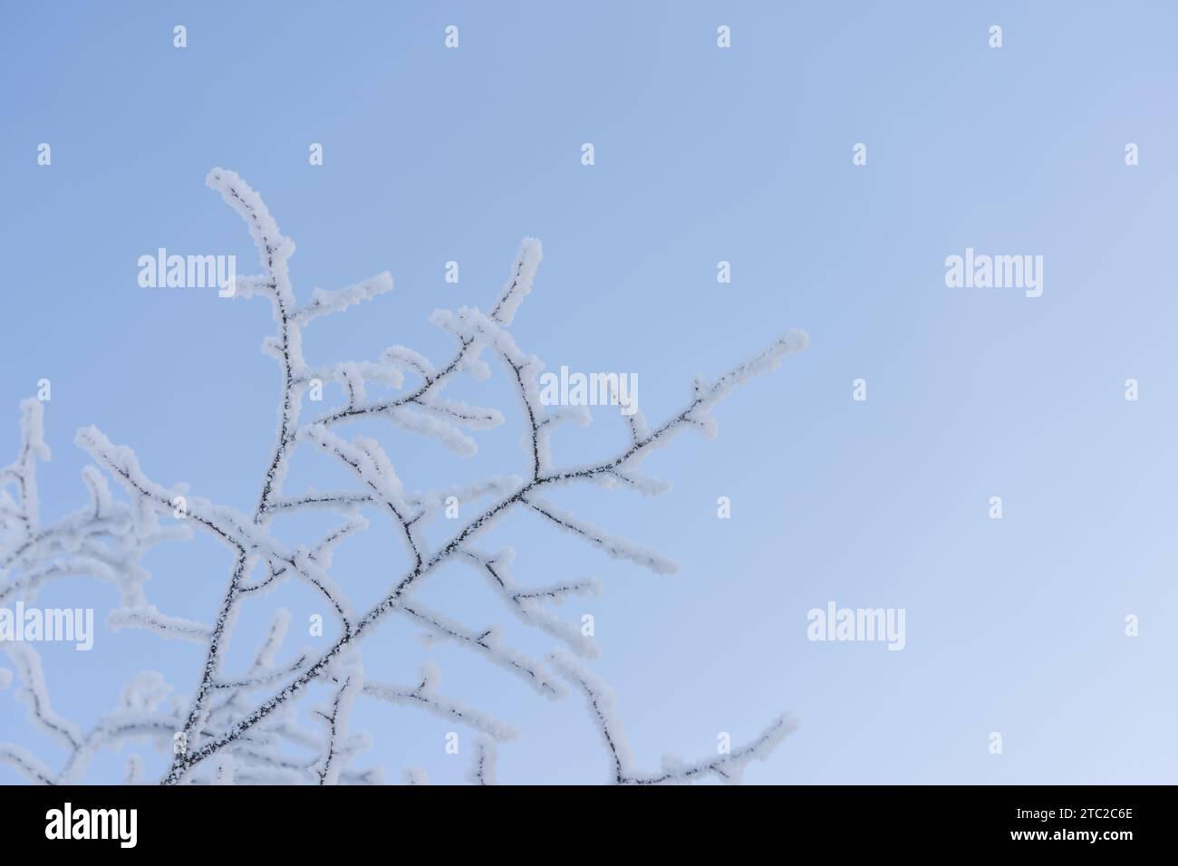 i rami nudi di alberi ricoperti di rovere contro il cielo blu, copia lo spazio Foto Stock