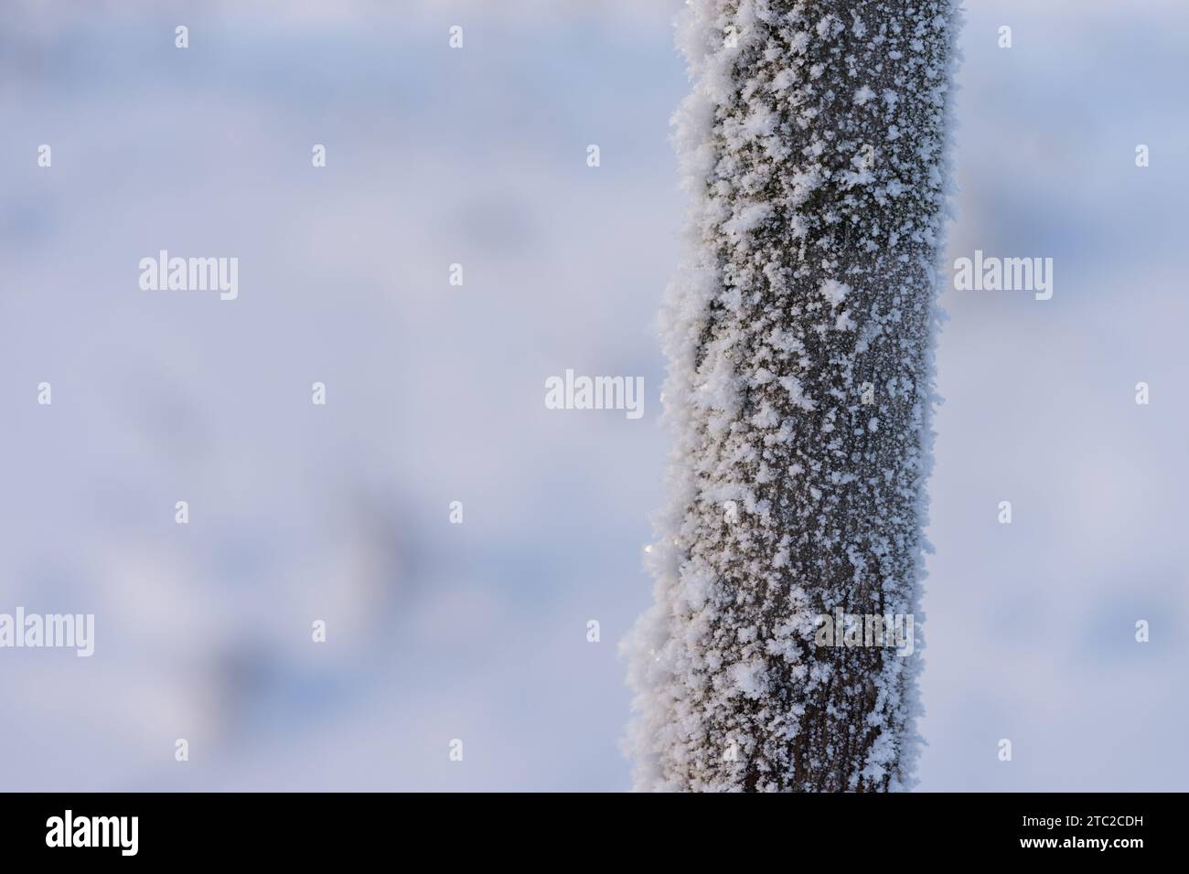Primo piano del tronco di un piccolo albero coperto di rovere in inverno, fuoco poco profondo Foto Stock
