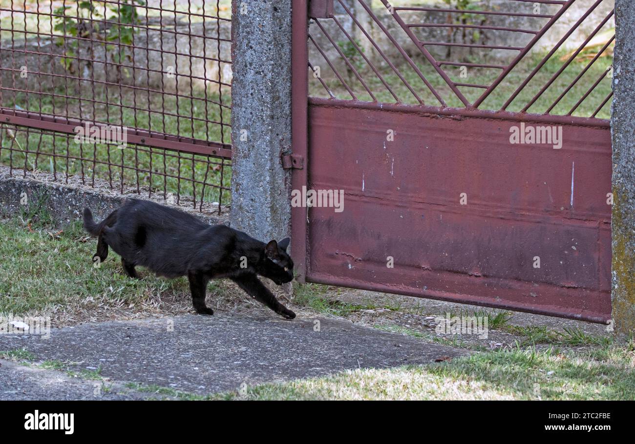 gatto nero vicino alla porta di metallo caccia al topo Foto Stock