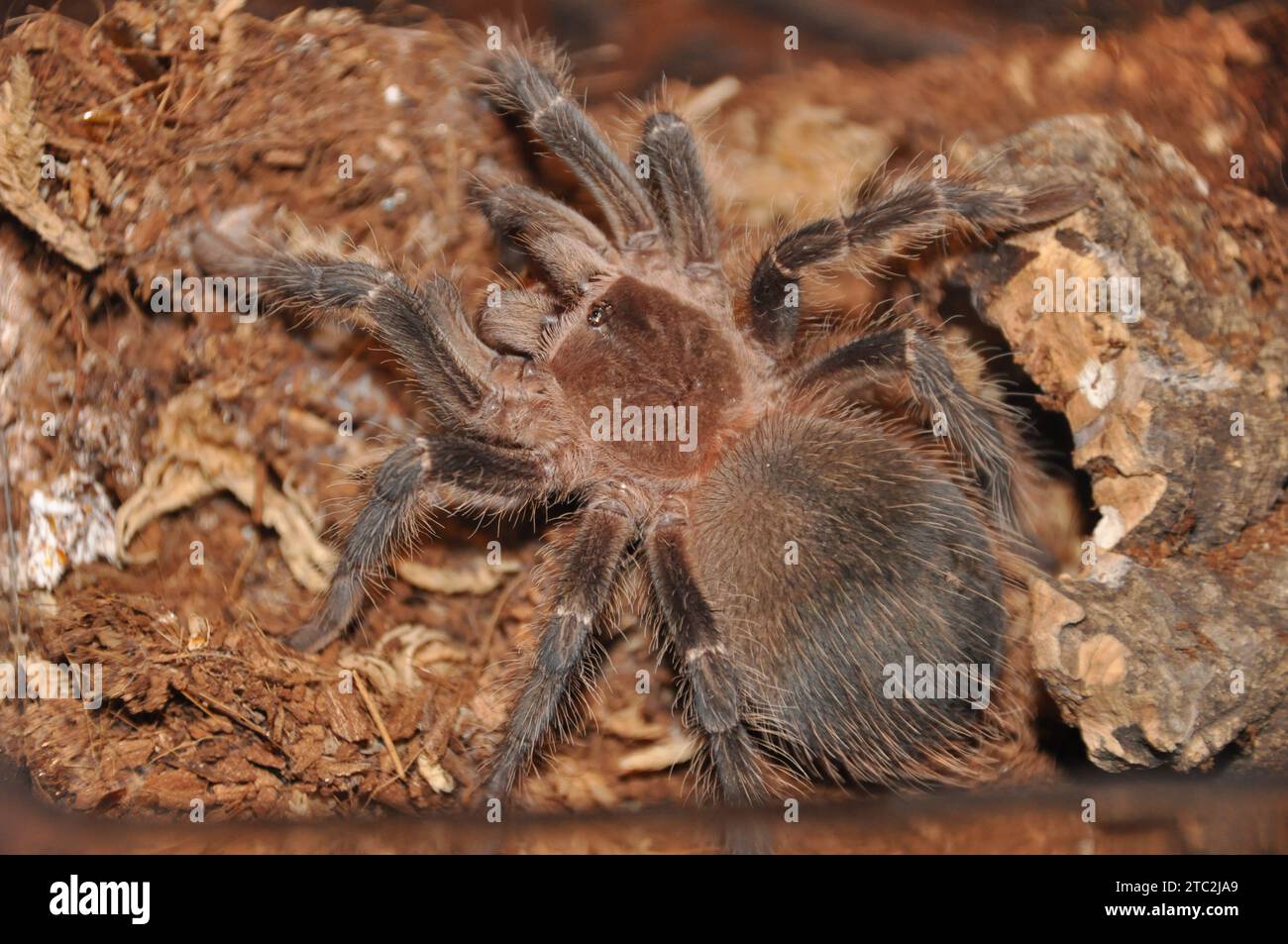 La Parahybana Tarantula o Tarantula Rosa di salmone brasiliano, proviene dalla regione di Parahyba in Brasile ed è una delle tarantole più grandi del mondo Foto Stock