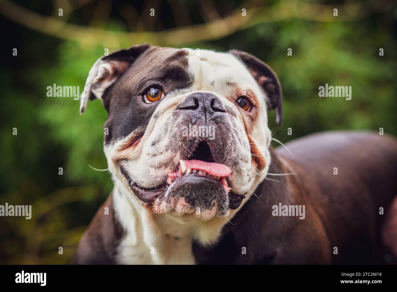 Un adorabile Olde English Bulldogge che mostra la sua lingua. Fotografia scattata in Francia Foto Stock