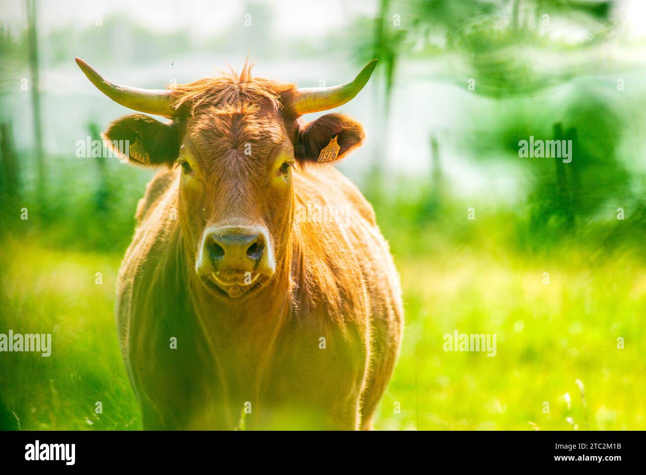 Ritratto di Salers rossi o vacca limousine in piedi. Fotografia scattata in Francia Foto Stock