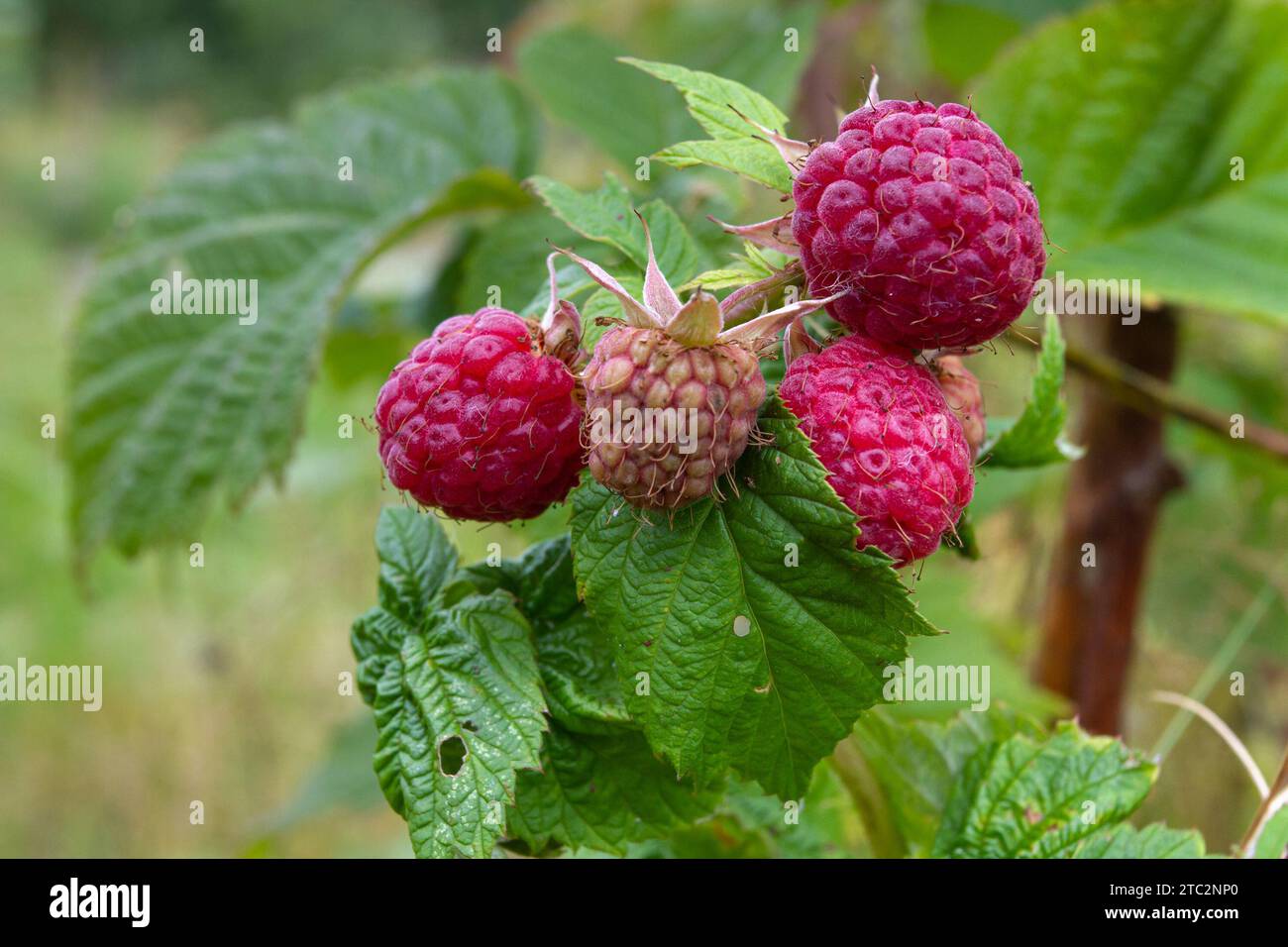 ramo di lampone verde con bacche stagionate in giardino Foto Stock