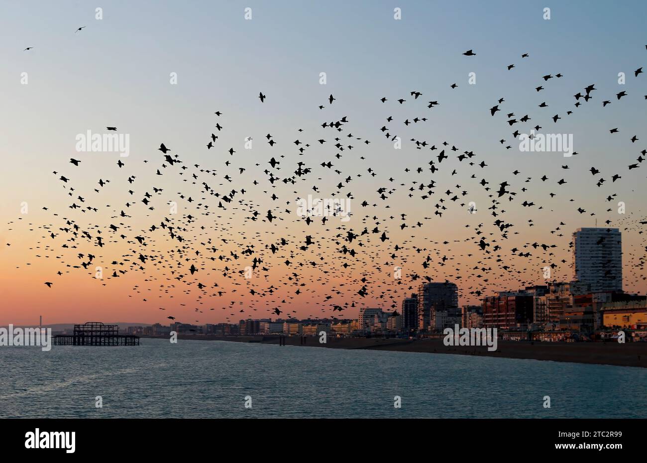 Muratura Starling sulla città di Seaside Foto Stock