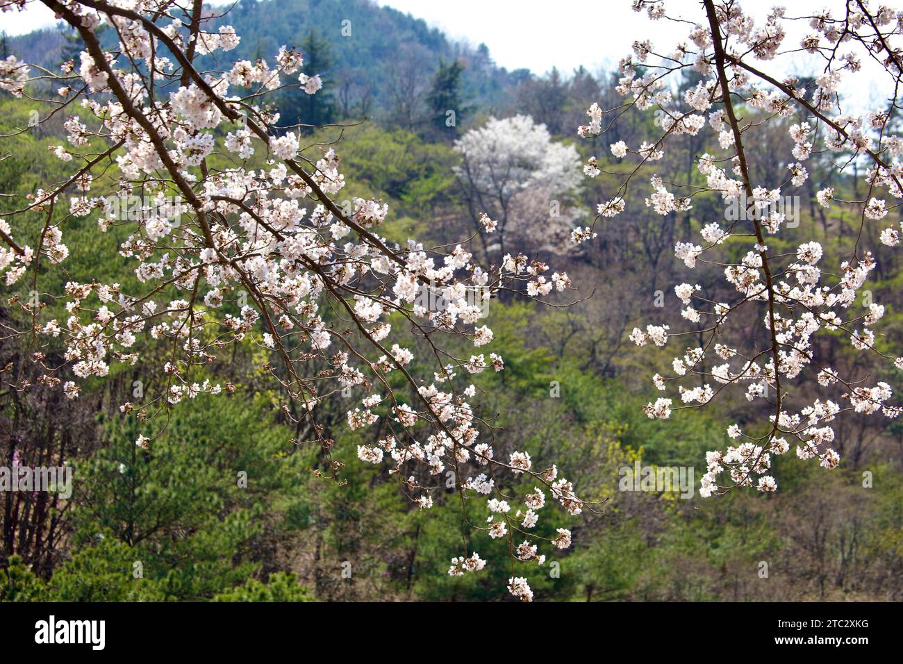 Fiori di ciliegio vivaci in piena fioritura, sullo sfondo di un lussureggiante albero verde, che mostra il vivace contrasto dei colori primaverili. Foto Stock