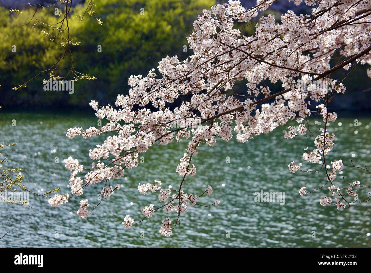 Delicati petali bianchi appesi come un velo sulla superficie ferma del lago, creando uno scenario di pura serenità. Foto Stock