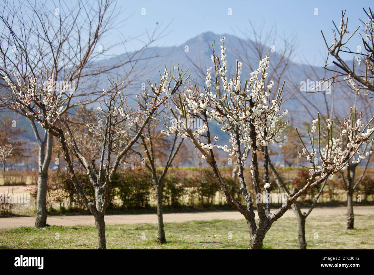 Delicati petali bianchi di fiori di ciliegio iniziano a diffondersi, segnalando l'inizio della primavera in un tranquillo parco coreano. Foto Stock