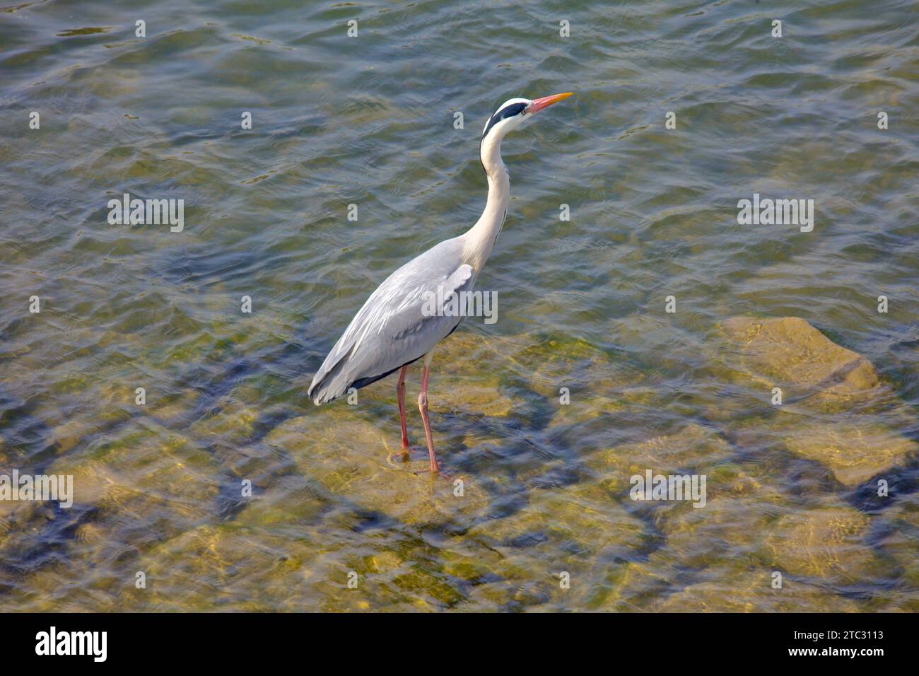 Una gru si erge graziosamente nelle acque poco profonde del fiume Taehwa, incarnando la tranquilla fauna selvatica dei paesaggi naturali di Ulsan. Foto Stock