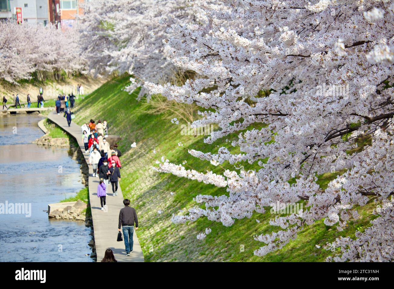 I rami di fiori di ciliegio si stagliano su un ruscello con ripide sponde verdi, mentre la gente si gode una piacevole passeggiata lungo il bordo dell'acqua. Foto Stock