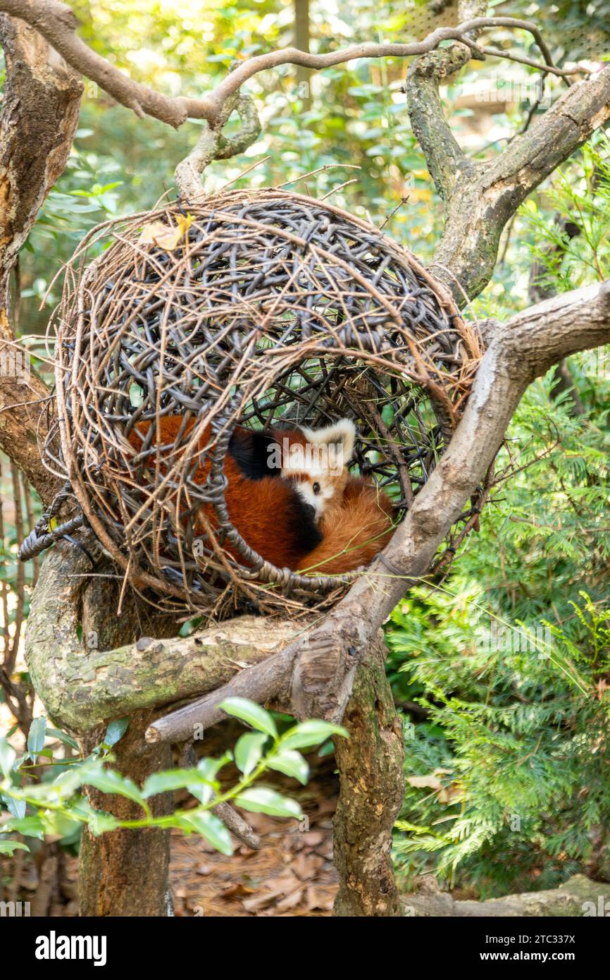 Red Pandas Central Park Zoo, New York City, Stati Uniti d'America. Foto Stock