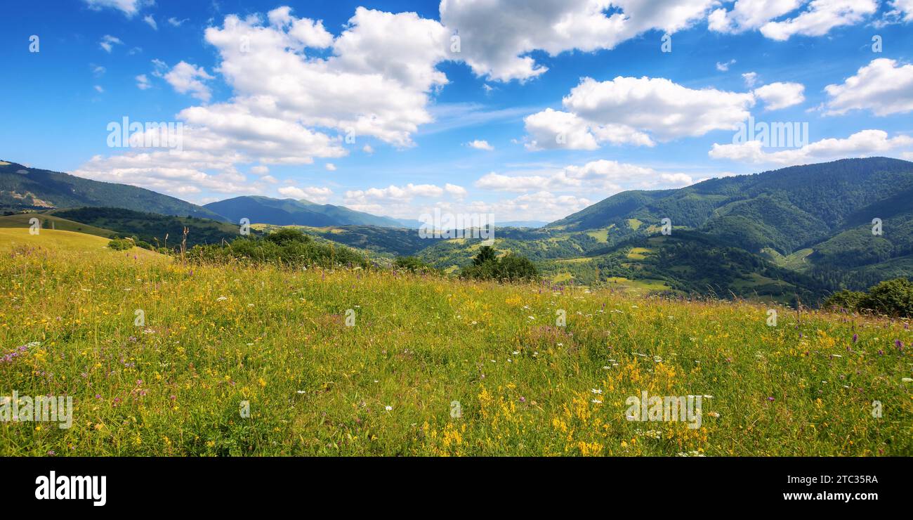 paesaggio montuoso della campagna dei carpazi con prati erbosi. splendido paesaggio ondulato in estate con un cielo mozzafiato e soffici nuvole. visualizza in Foto Stock