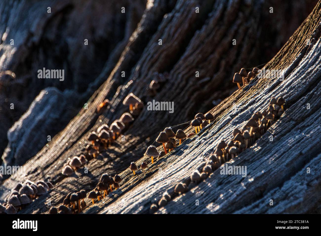 Un meraviglioso primo piano del fungo comune ghiacciato del cofano all'alba in autunno Foto Stock