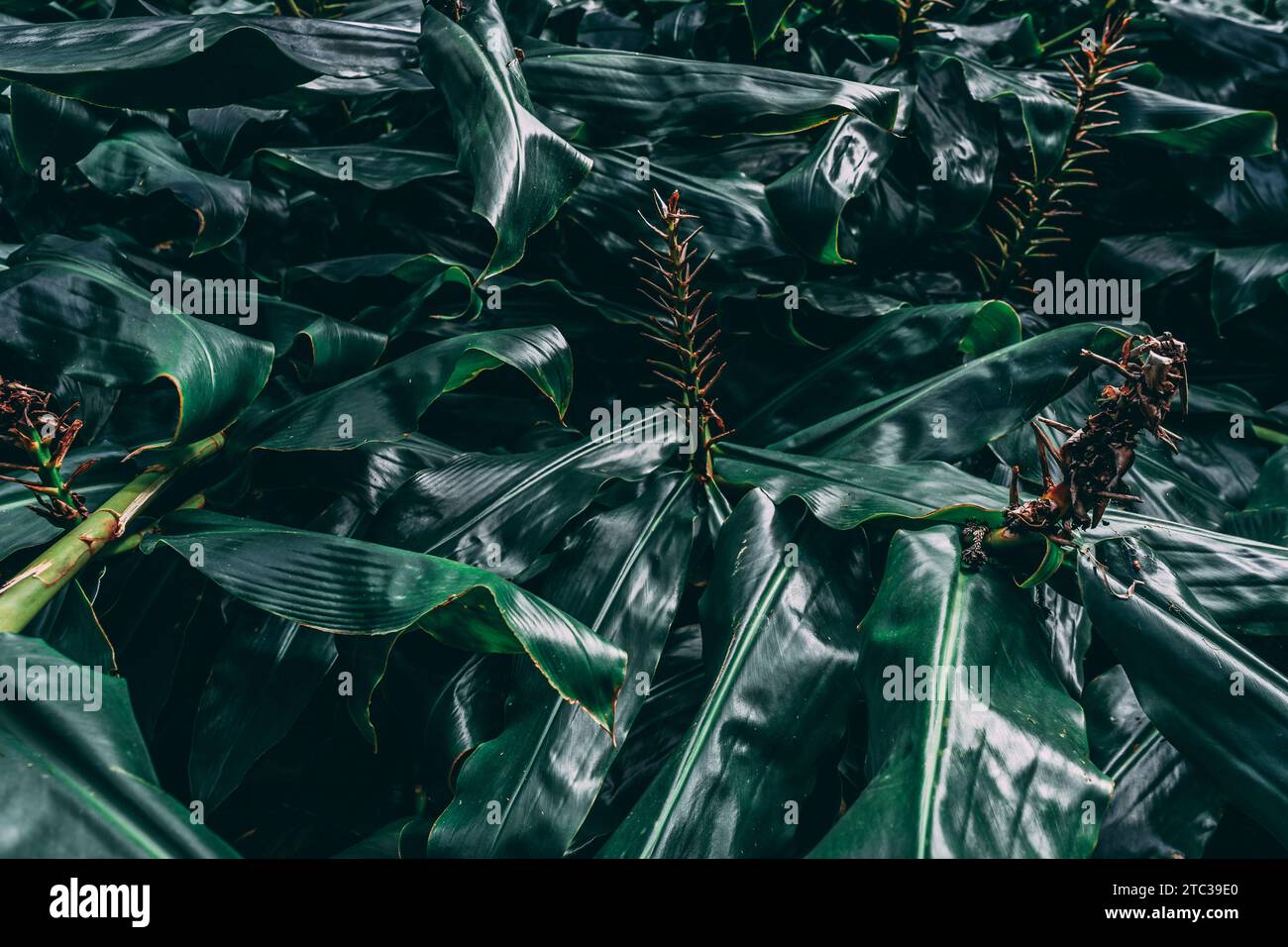 Lussureggiante e accattivante: Una pianta verde scuro presenta un motivo mozzafiato, creando una composizione visivamente incantevole piena di vitalità. Foto Stock