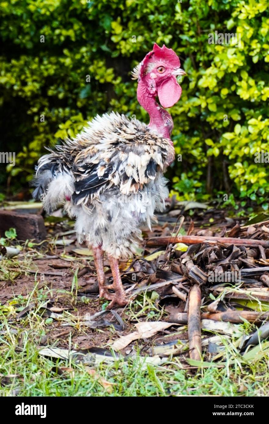 Haggard Chicken Having a Rough Day Foto Stock