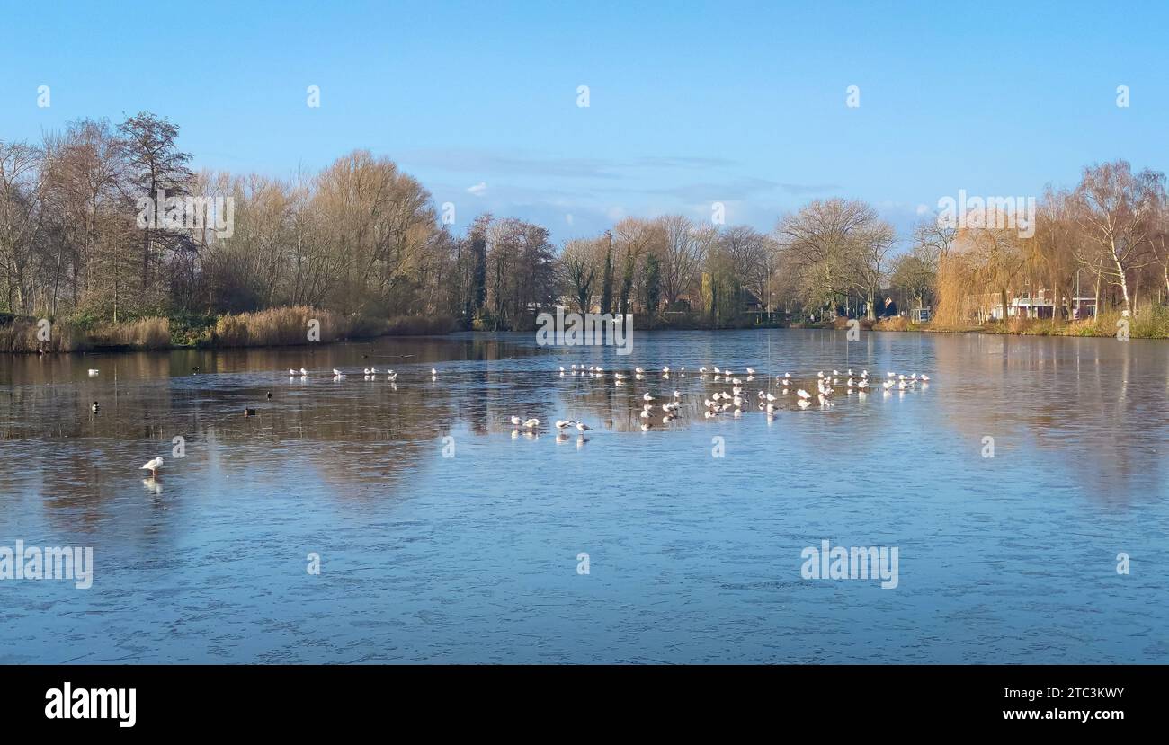 I gabbiani si radunano intorno a un buco in un lago in una fredda giornata invernale. Foto Stock
