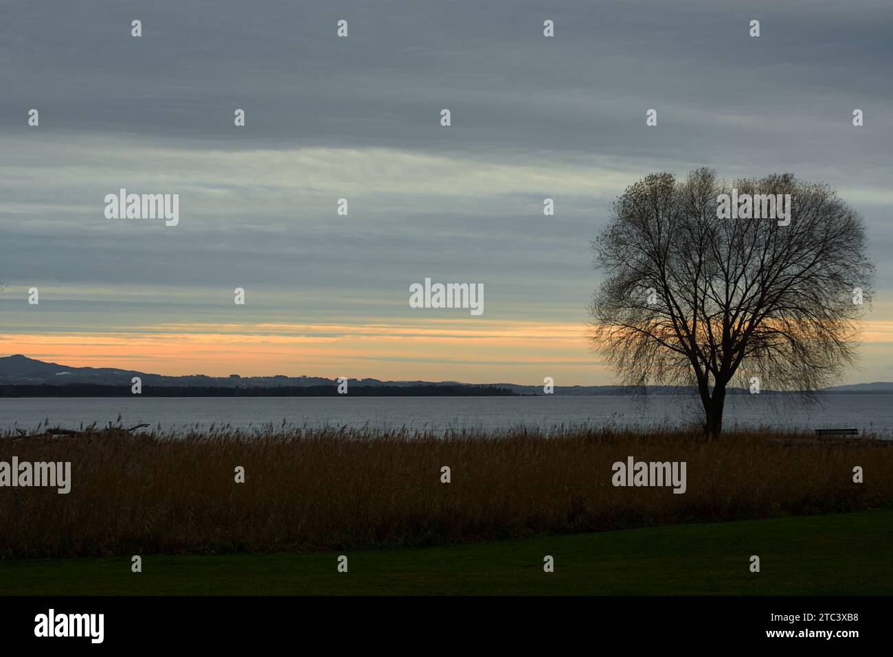 Lago di costanza alla luce della sera. Silenzio al Bodensee a dicembre. Riflessi e alberi calvi al tramonto. Foto Stock