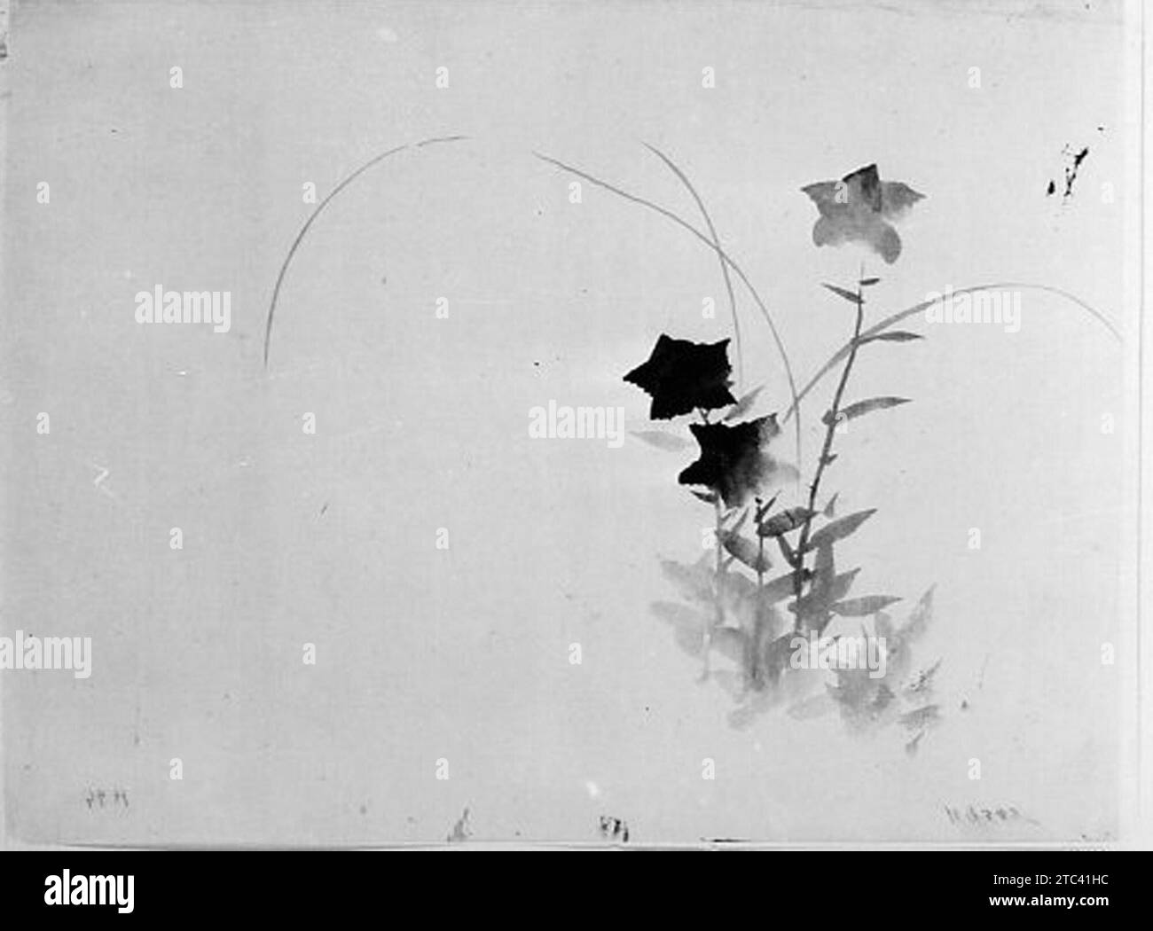 Bellflower 1938 della Hokusai School Foto Stock