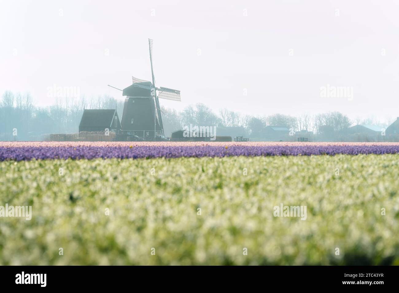 Mulino a vento con campo di Daffodil nei Paesi Bassi Foto Stock