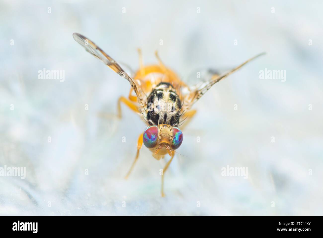 Mosca mediterranea sulla finestra di vetro, Ceratitis Capitata Foto Stock