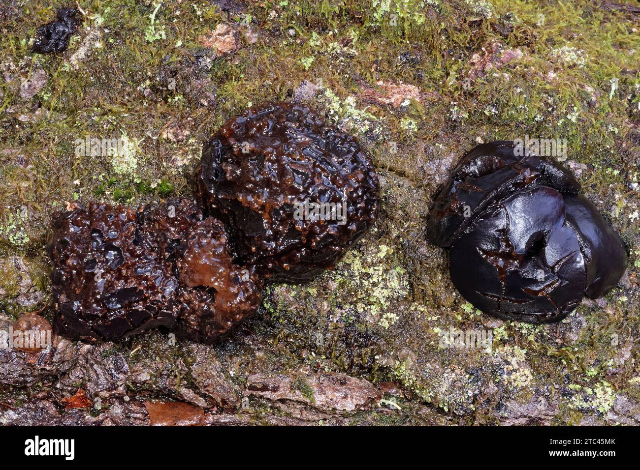 Fungo bulgaro nero (Bulgaria inquinans) corpi fruttiferi maturi e troppo maturi su un albero di quercia caduto, Forest of Dean, Gloucestershire, UK, ottobre. Foto Stock