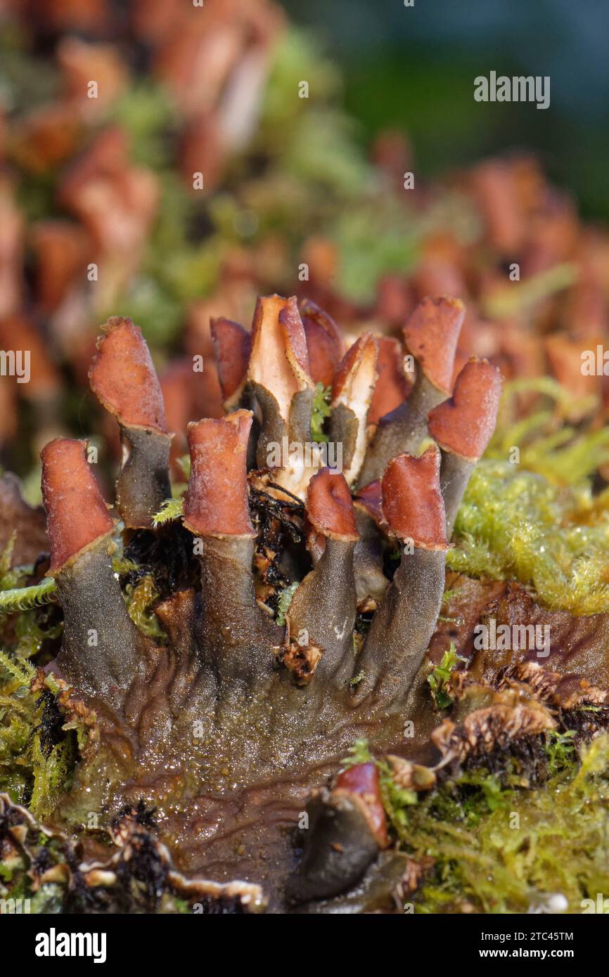 Comune / Membranous Dog lichen (Peltigera membranacea) colonia che cresce su un albero caduto coperto di muschio, GWT Lower Woods, Gloucestershire, Regno Unito, ottobre. Foto Stock