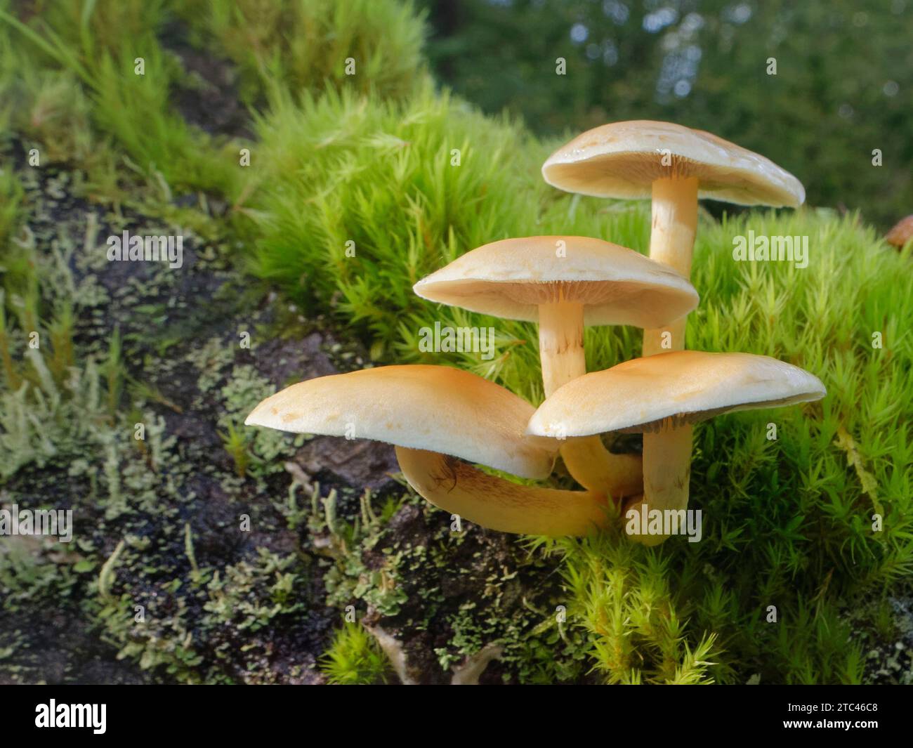 Il fungo sulfurea (Hypholoma fasciculare) cresce su un tronco marciante ricoperto di muschio in boschi decidui, Gloucestershire, Regno Unito, ottobre. Foto Stock