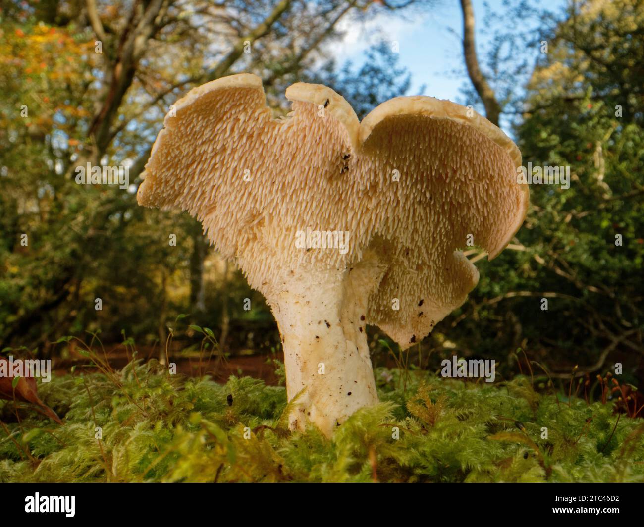 Riccio di legno (Hydnum repandum) un fungo commestibile con spine spore sotto il cappello, New Forest, Hampshire, Regno Unito, novembre. Foto Stock
