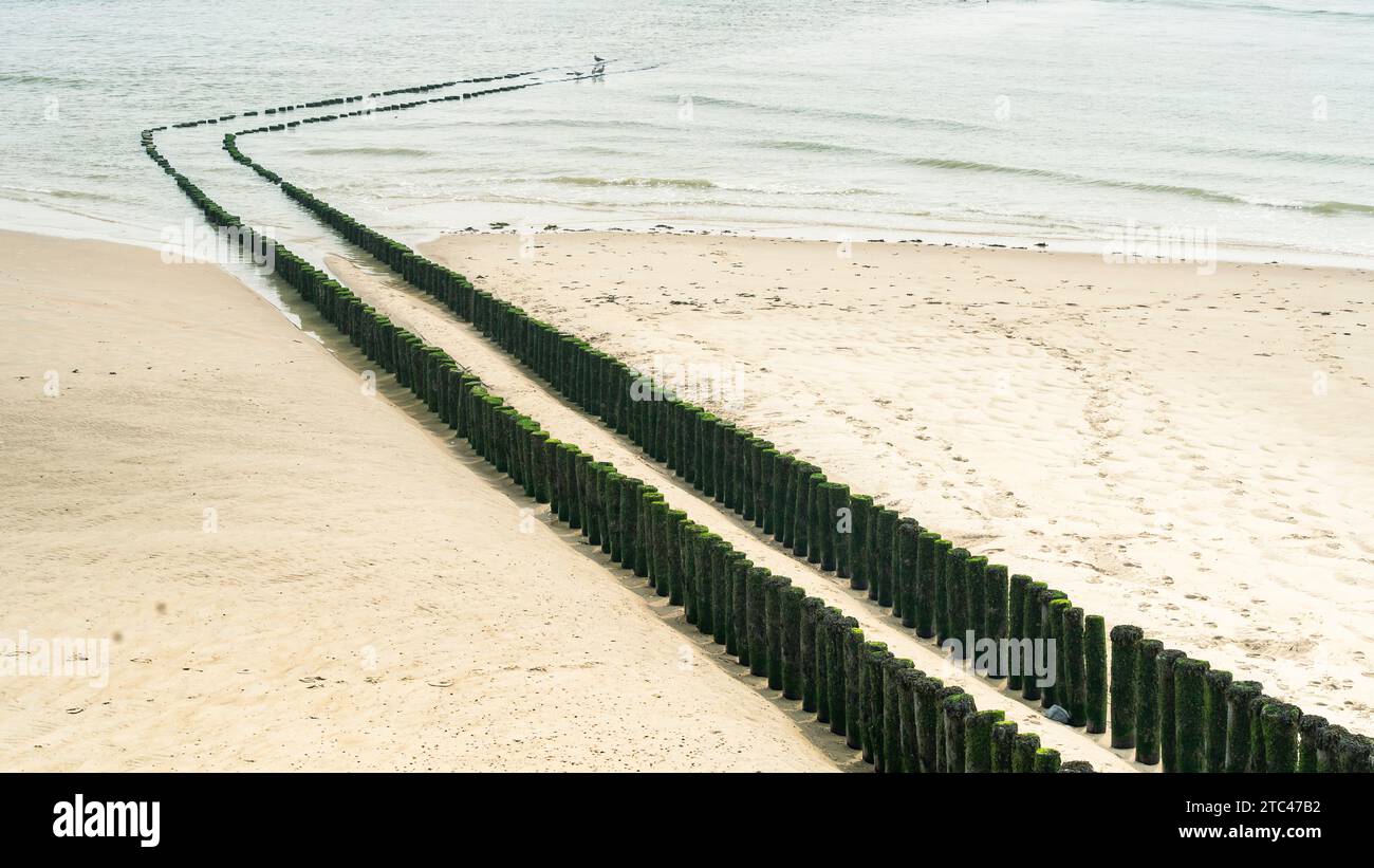 frangiflutti su una spiaggia olandese, un muro di mare che rompe la forza delle onde. Due file parallele di pali di legno intemprati. Foto Stock