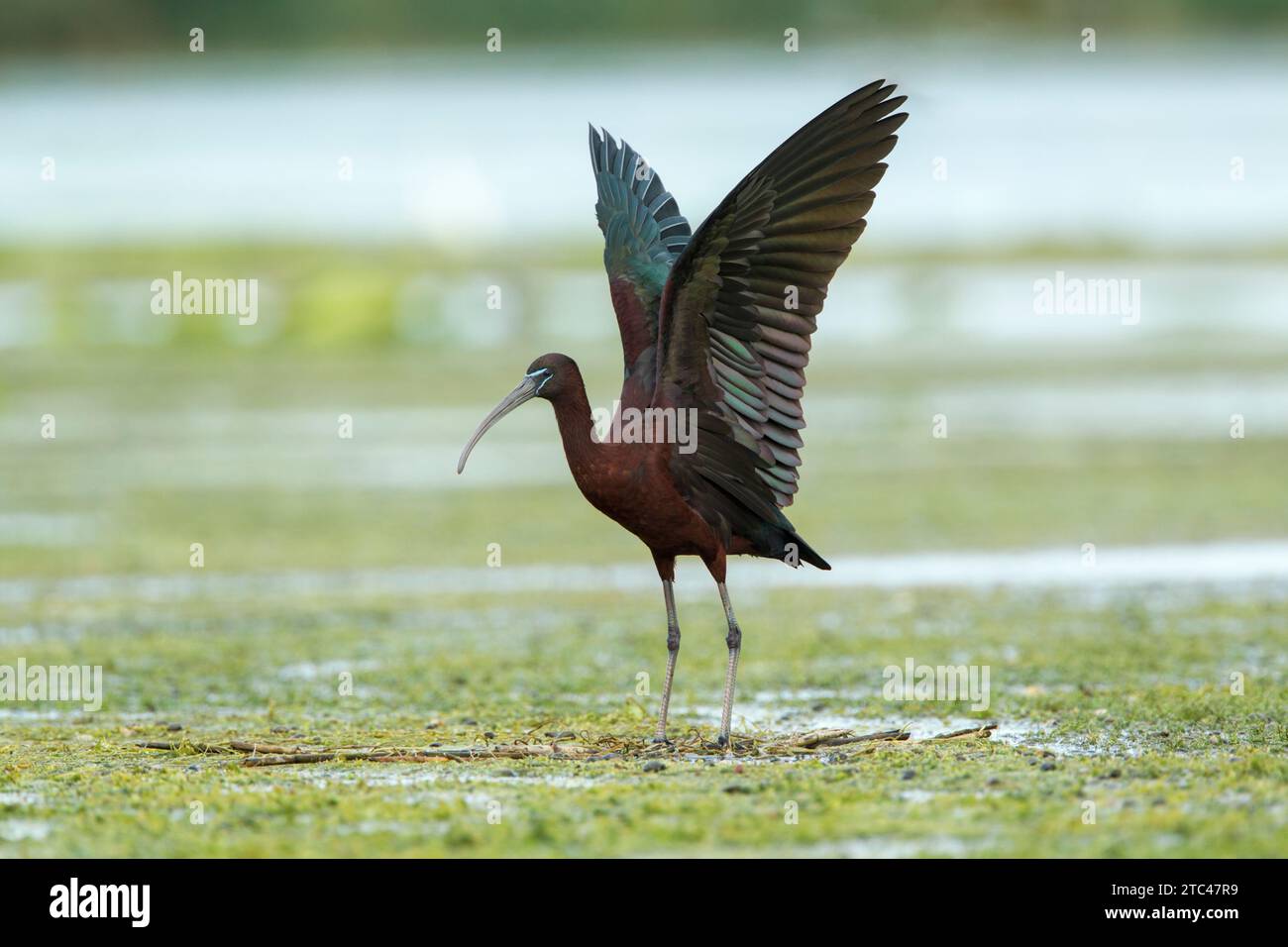 Ibis lucido (Plegadis falcinellus) in piedi in acqua con ali sollevate al massimo nel complesso lagunare del Delta del Danubio Foto Stock