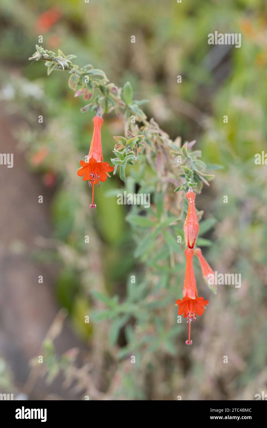 Epilobium canum ssp augustifolium - fiore di tromba di colibrì. Foto Stock