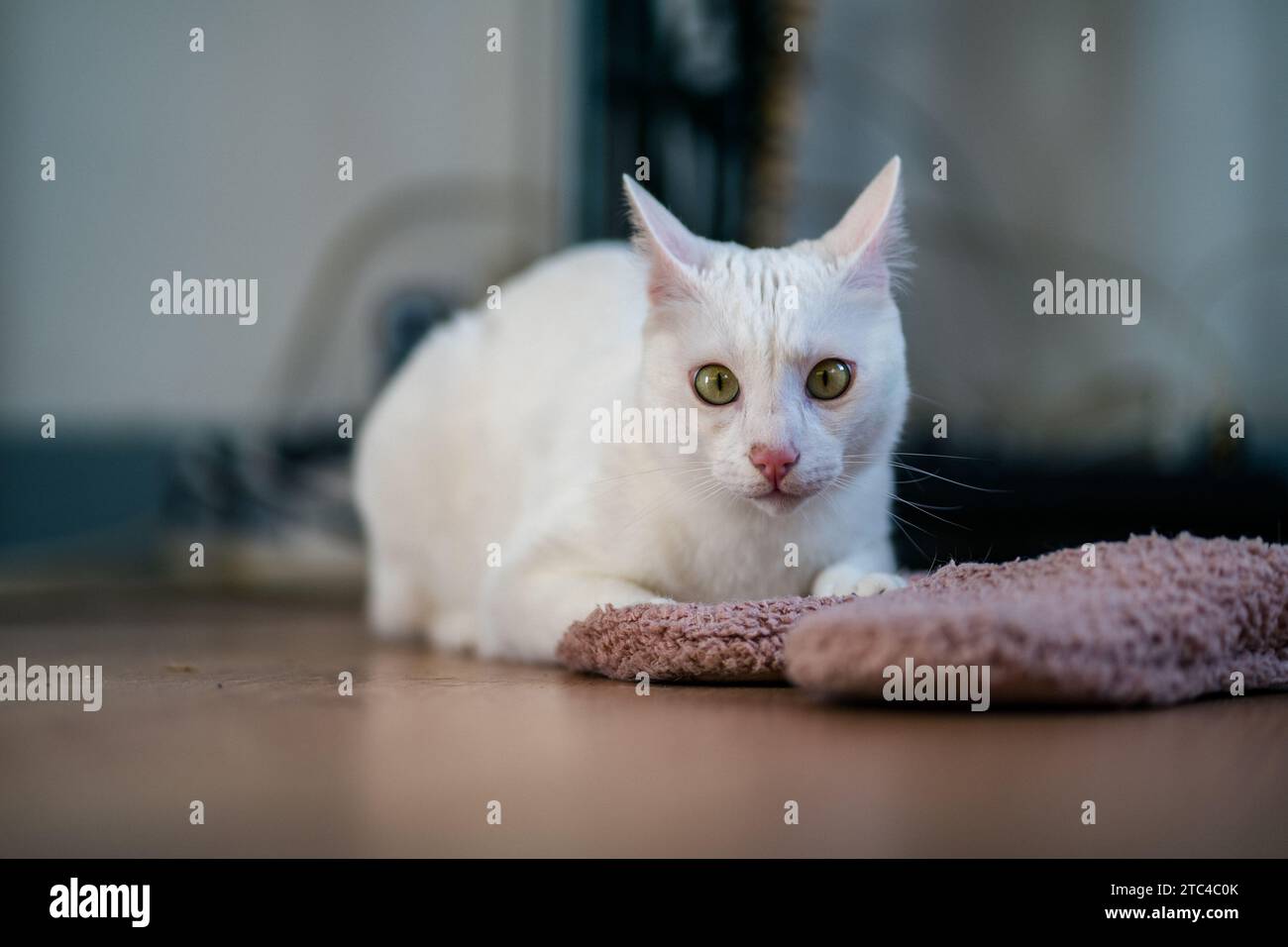 La mia splendida gatta, con pelliccia setosa e occhi luminosi, si posa in una posa graziosamente curiosa. Una bellezza felina personificata, illumina lo spazio. Foto Stock