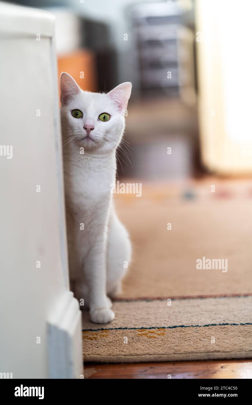 La mia splendida gatta, con pelliccia setosa e occhi luminosi, si posa in una posa graziosamente curiosa. Una bellezza felina personificata, illumina lo spazio. Foto Stock
