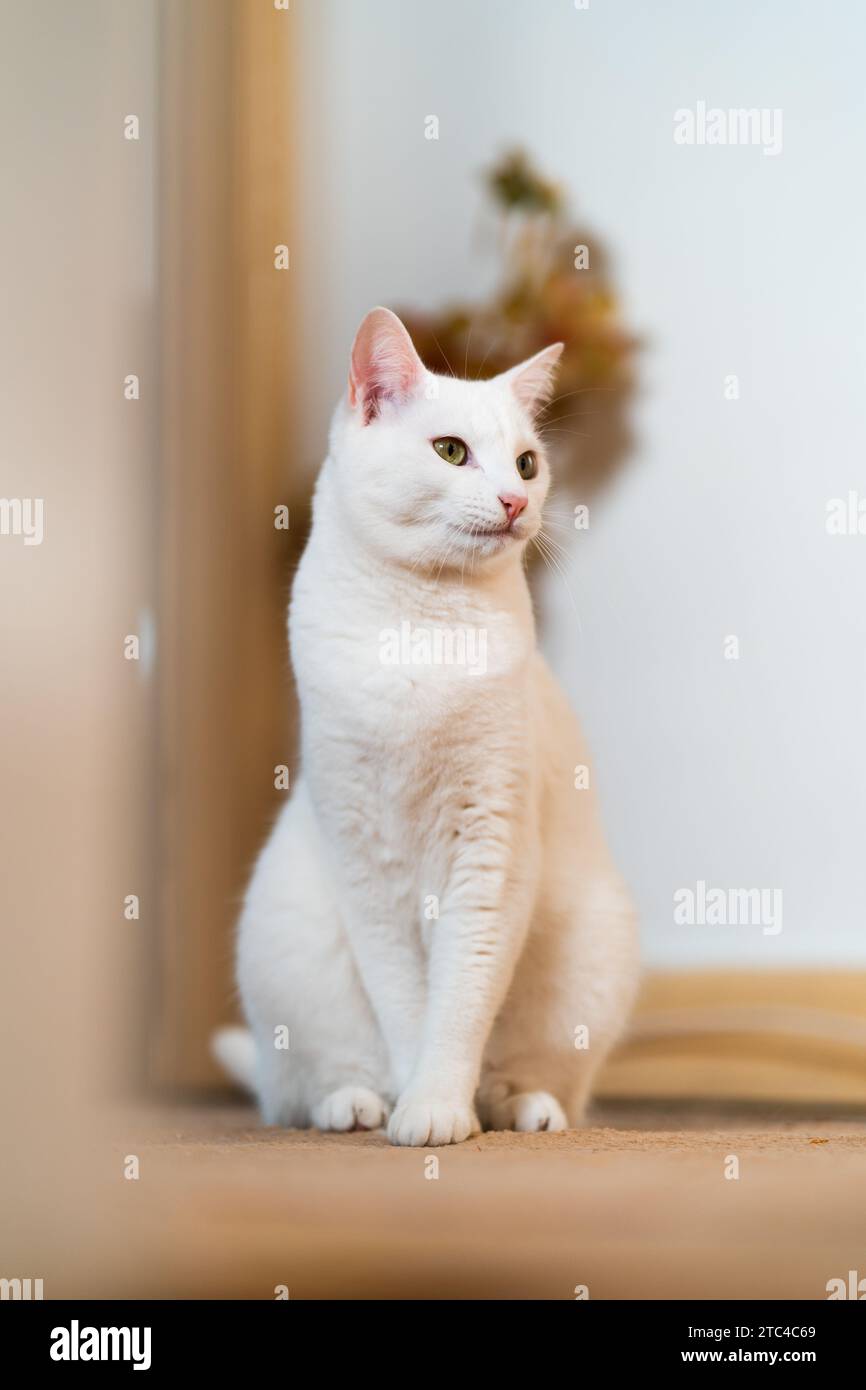 La mia splendida gatta, con pelliccia setosa e occhi luminosi, si posa in una posa graziosamente curiosa. Una bellezza felina personificata, illumina lo spazio. Foto Stock