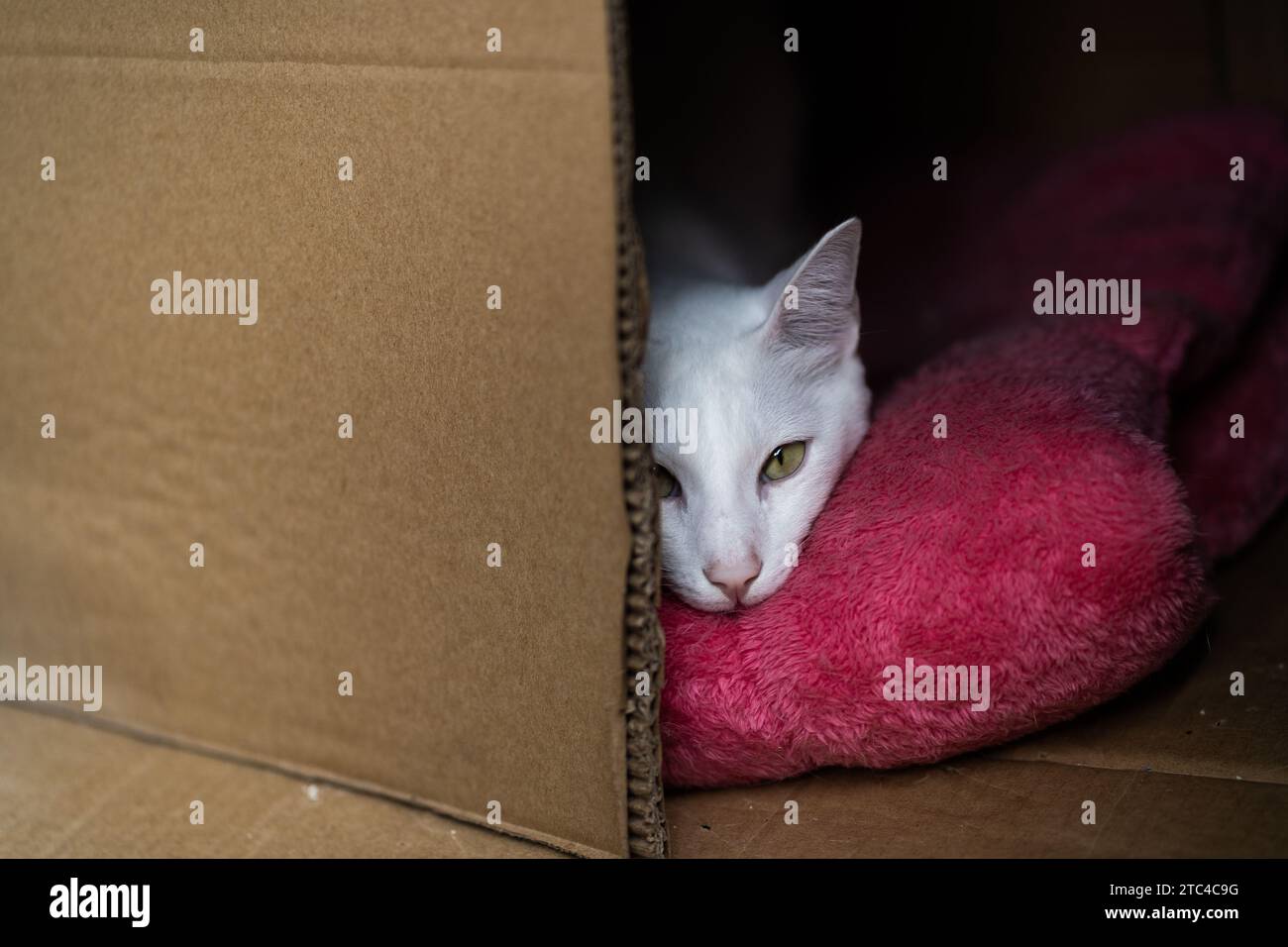 Gattino bianco sonnolento aderente in una scatola, sfoggia un adorabile viso sonnolento. 😺 Foto Stock