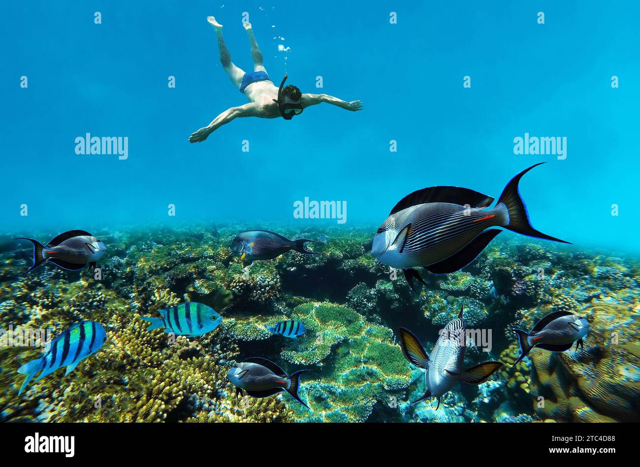 Snorkeling esplorando la barriera corallina subacquea Foto Stock
